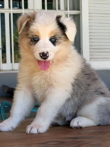 BORDER collie para Ihéus