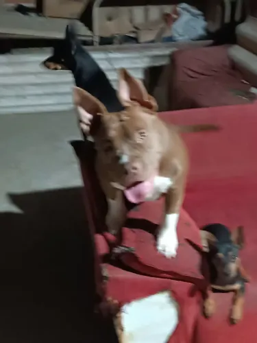 América Bully 