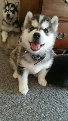 Husky Siberiano - Energia Cheio De Carinho 