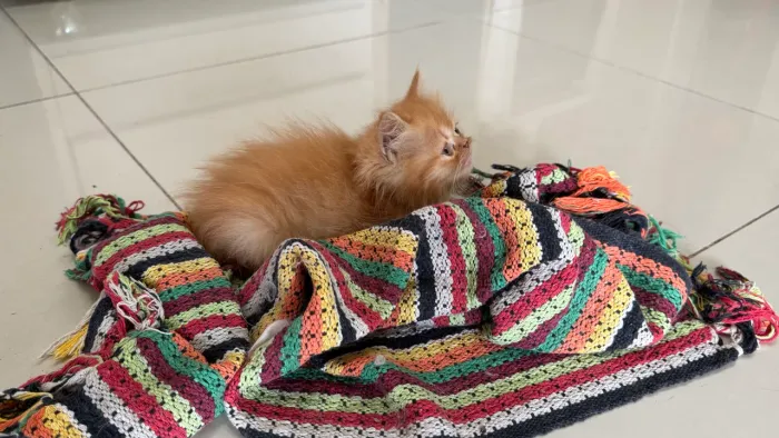 Filhotes gato tipo persa