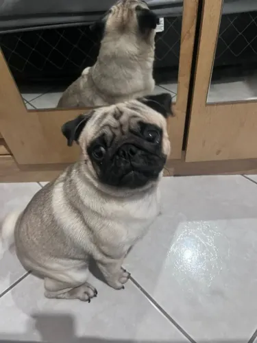 Pug Femea em busca de um namorado 