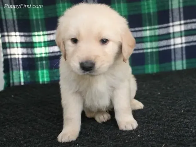 Golden Retriever,Golden Retriever Filhote Saudável Excelente Companhia