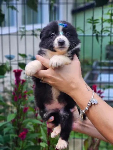 Border Collie | Rotas Mensais 