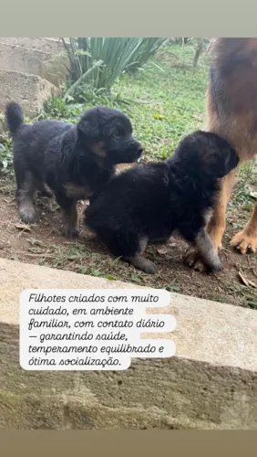 Vendo filhotes de Pastor alemão Capa Preta 