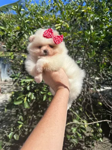 Spitz alemão lulu da pomerania