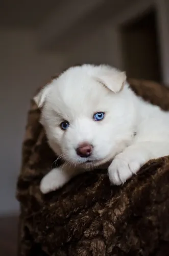 Husky Siberiano - Filhotinho Para Quem Gosta De Encontrar Verdadeiras Fofuras