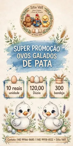 Ovos de pata para consumo 