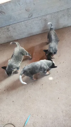 BLUE Heeler
