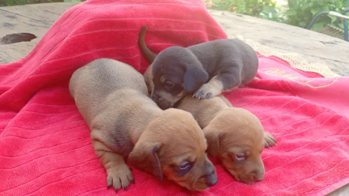 Vende se Basset salsicha