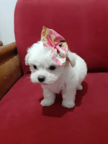 Perfeição: feminha  Mini Maltês 