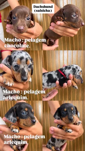 Filhote de Dachshund