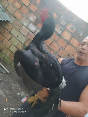 Frango de raça de moura