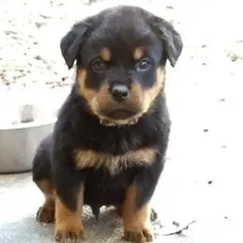 Rottweiler,Rottweiler Filhote Muito Amoroso e Dócil