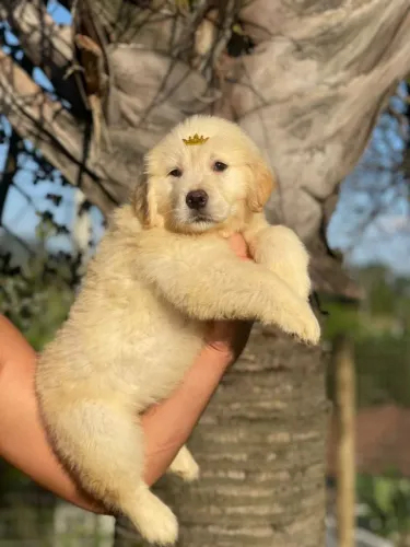 Golden Retriever macho e fêmea disponíveis
