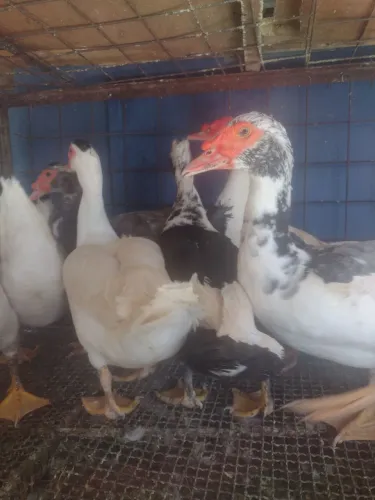 Patos fêmeas e machos 