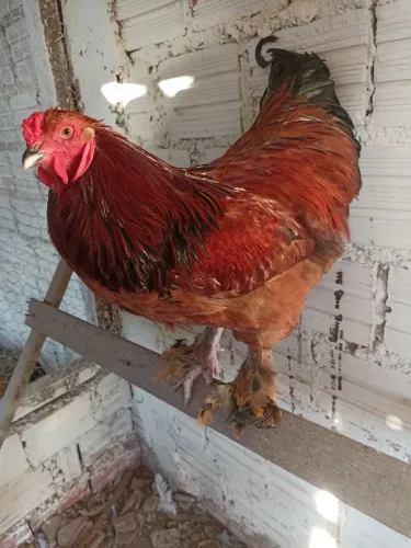 Galo de Raça