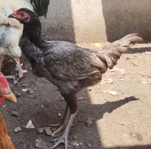 Galinha Carioca