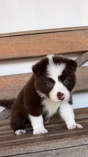 Border collie fêmea pura