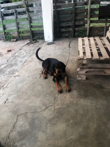 Rottweiler