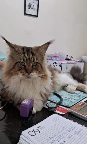 Padreador maine coon disponível pra cruza 