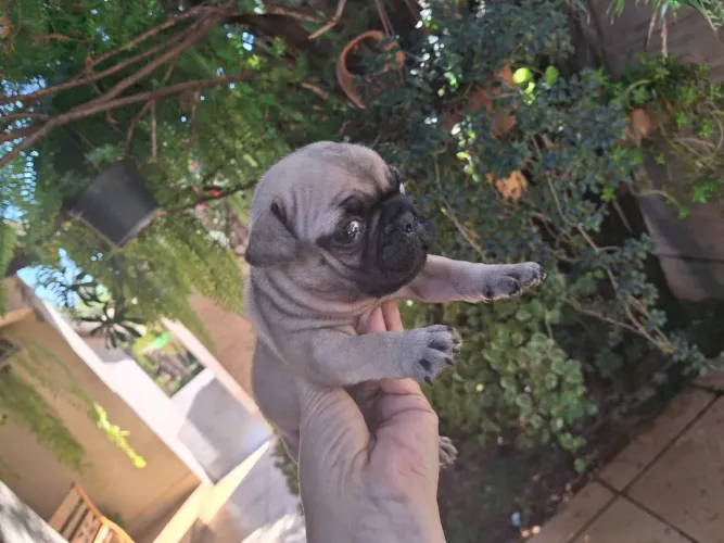 Pug
