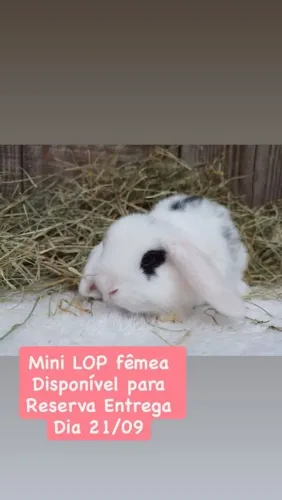 Coelhos mini Lop e Anão Netherland