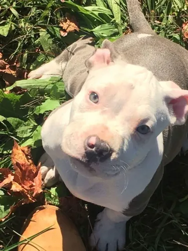 Pitbull - Um Pequeno companheiro Com Um Coração Enorme
