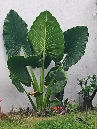 Planta orelha de elefante 