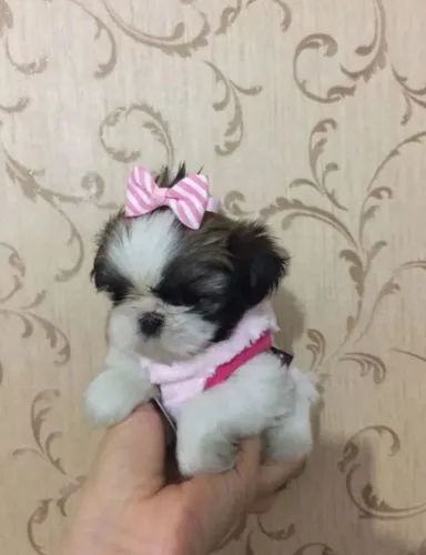 Shih Tzu mini fêmea 950 macho 550