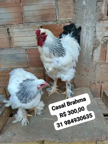 Brahma