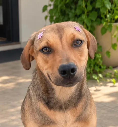 Linda cachorrinha dócil