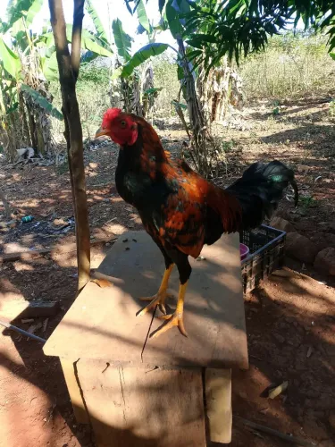 Galo Novo