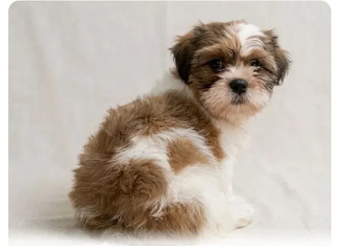 Cachorro Raça shih tzu