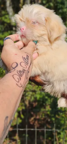 Shih-tzu Exótico Lavanda - Blue Eyes