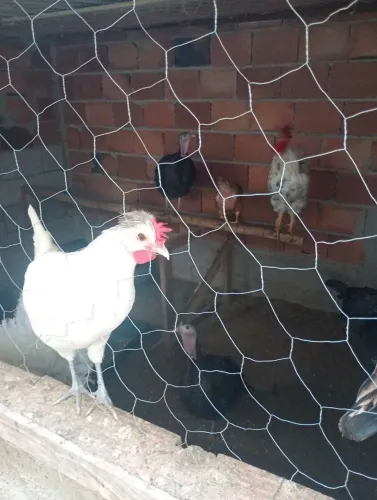 Frangas e galos já pronto 