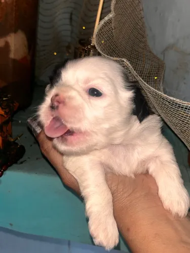 Shih tzu macho disponivel