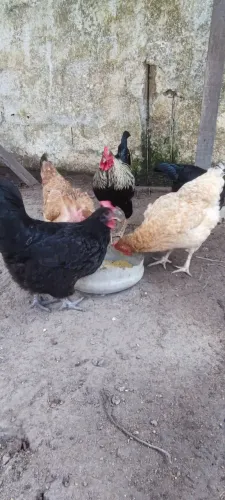 Galinhas