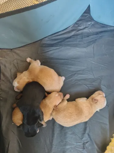 Cachorro macho Pincher 