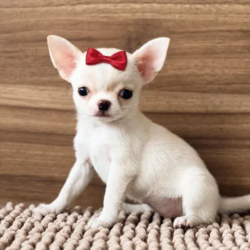 Chihuahua Pêlo Curto!! Uma Mocinha Liberada.