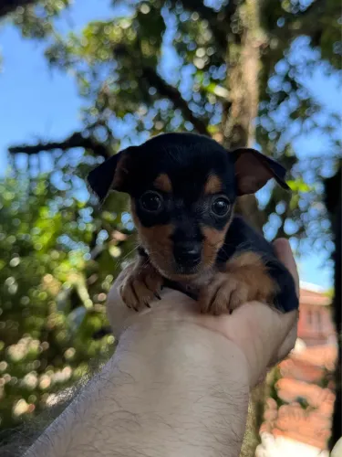 Filhote Pinscher pedigree