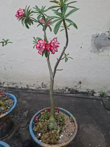 Rosa do Deserto Rosa Simples 
