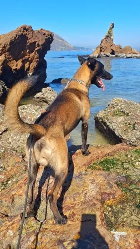 Filhote de Pastor Belga Malinois 