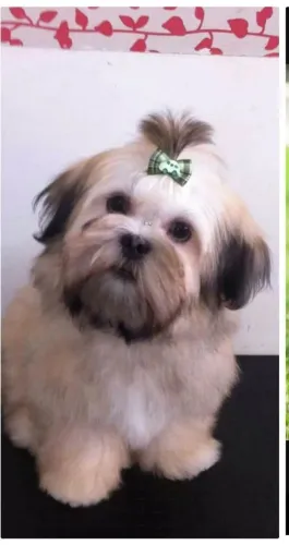 Tooorroo Filhote Lhasa Apso