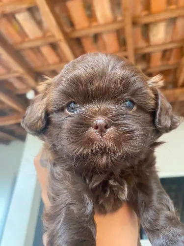 Shih tzu