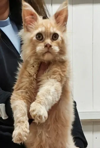 Filhotes de Maine Coon
