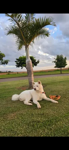 Cachorro Akita adulto, puro, 5 anos, quase uma doação: R$1.000,00!!!