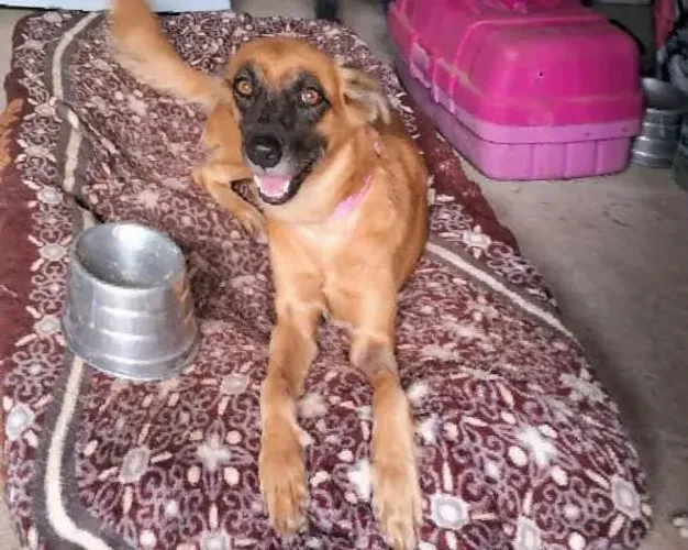 Cadela dócil castrada. Adoção responsável