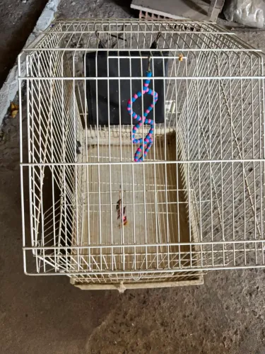 Gaiola Bragança Criadeira para Calopsitas / Aves - Praticamente Nova