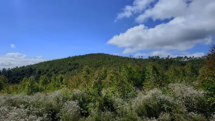 28 HECTARES EM ANDRELÂNDIA/MG - R$ 297 MIL | ACEITA TROCA!