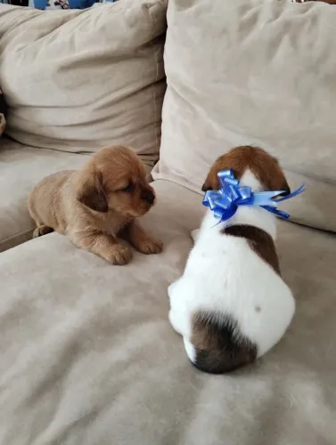 Basset cofap com Jack russell porte pequeno